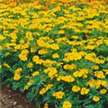 Tagetes erecta 'Suzie Wong'