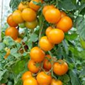 Solanum lycopersicum 'Bellini'