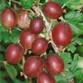 Ribes uva-crispa 'Redeva'(s)