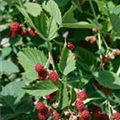 Rubus fruticosus 'Dorman Red'