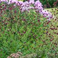 Sanguisorba officinalis 'Tanna'