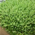 Sedum acre 'Aureum'