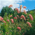 Sanguisorba tenuifolia 'Pink Elephant'