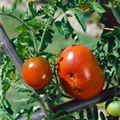 Solanum lycopersicum 'Black Russian'