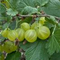 Ribes uva-crispa 'Hinnonmäki', grün