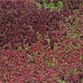 Sedum album 'Coral Carpet'