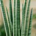 Sansevieria 'Spikes'