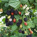 Rubus fruticosus 'Navaho'®