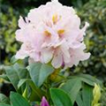 Rhododendron 'Eskimo'