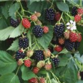 Rubus fruticosus 'Navaho® Summerlong®'