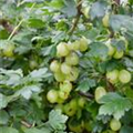 Ribes uva-crispa 'Invicta'