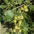 Ribes uva-crispa 'Mucurines'