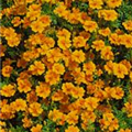 Tagetes tenuifolia 'Tangerine'