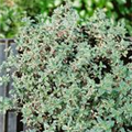 Thymus vulgaris 'Silver Posie'