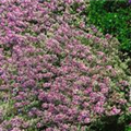 Thymus x citriodorus 'Silver Queen'