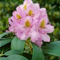 Rhododendron 'Goldblatt'