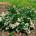 Spiraea nipponica 'White Carpet'