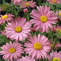 Tanacetum coccineum 'Robinsons Rosa'