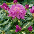 Rhododendron 'Goldflimmer'