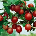 Ribes uva-crispa 'Rote Triumph'