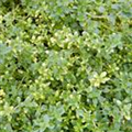 Thymus x citriodorus 'Doone Valley'