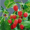 Rubus idaeus 'Heritage'