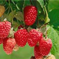 Rubus idaeus 'Himbo-Star'®