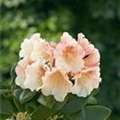 Rhododendron 'Gristeder Neuheiten'®