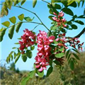 Robinia hispida