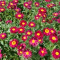 Tanacetum coccineum 'Robinsons Rot'