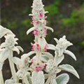 Stachys byzantina 'Big Ears'