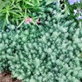 Sedum reflexum 'Blue Cushion'