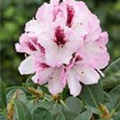 Rhododendron 'Herbstfreude'