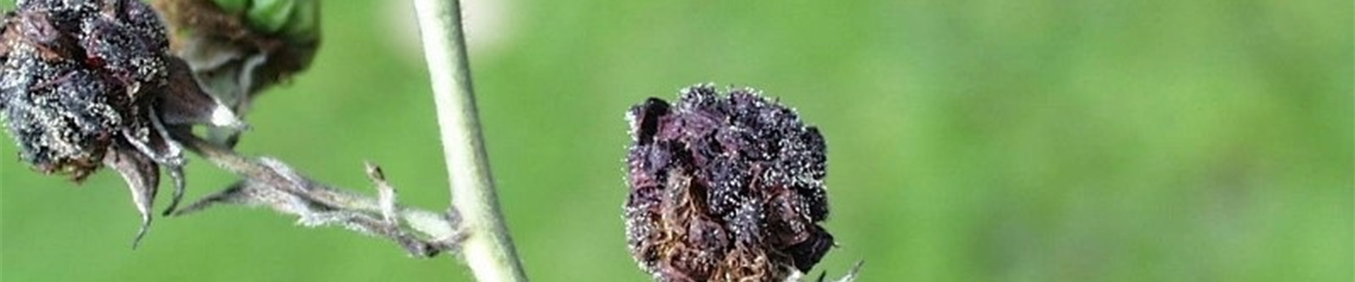 Brombeerebotrytis1-800x600