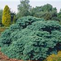 Pseudotsuga menziesii 'Fletcheri'