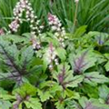 Tiarella cordifolia 'Sugar And Spice'