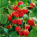 Rubus idaeus 'Meeker'®