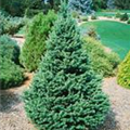 Pseudotsuga menziesii 'Hillside Pride'