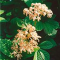 Rodgersia henrici 'Spitzentänzerin'