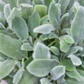 Stachys byzantina 'Silver Carpet'