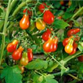 Solanum lycopersicum 'Red Pear'