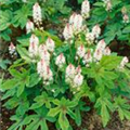 Tiarella 'Pink Torch'