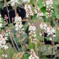 Tiarella wherryi