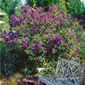 Tibouchina urvilleana