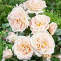 Rosa 'Lions-Rose'®