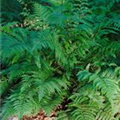 Pteris aquilinum