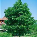 Tilia cordata