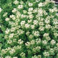 Sedum spurium 'Album Superbum'