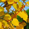 Tilia cordata 'Winter Orange'