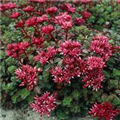 Sedum spurium 'Fuldaglut'